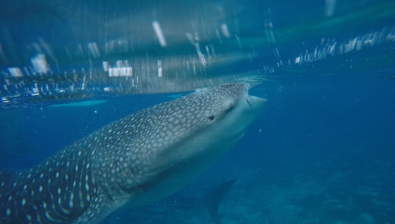 Probabilidad de tiburones en dos playas de Andalucía