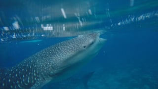 Probabilidad de tiburones en dos playas de Andalucía