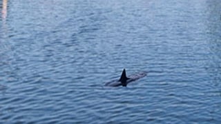 Un Tiburón hambriento nada en aguas del Pisuerga