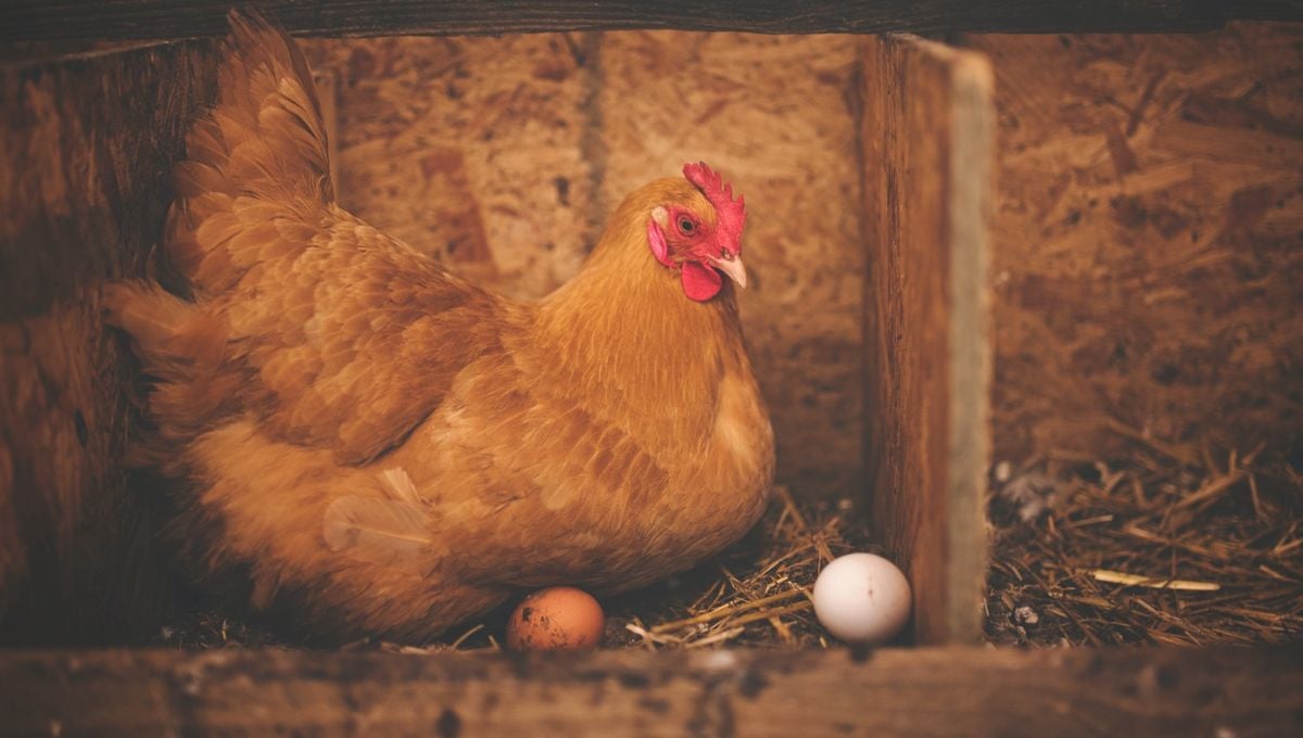 Enigma Resuelto: ¿Qué fue primero, el huevo o la gallina?