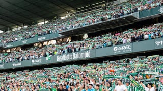 El Betis no demolerá Preferencia hasta que los vencejos acaben su ciclo reproductor