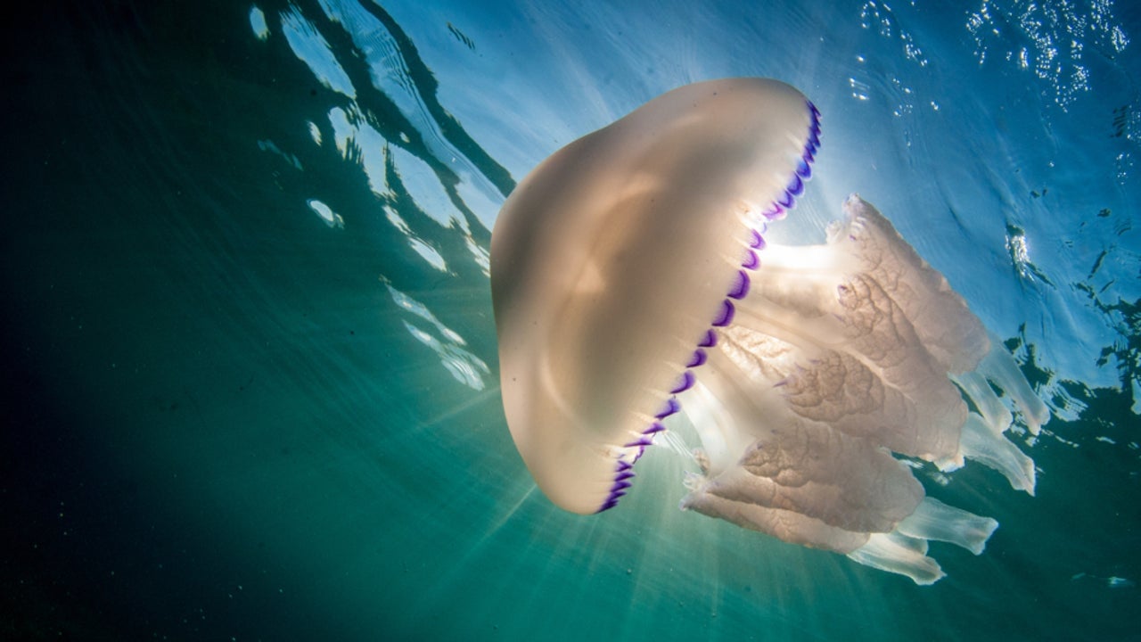 Medusas en varias playas de Andalucía