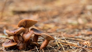 Los beneficios que pueden tener las setas alucinógenas para la salud