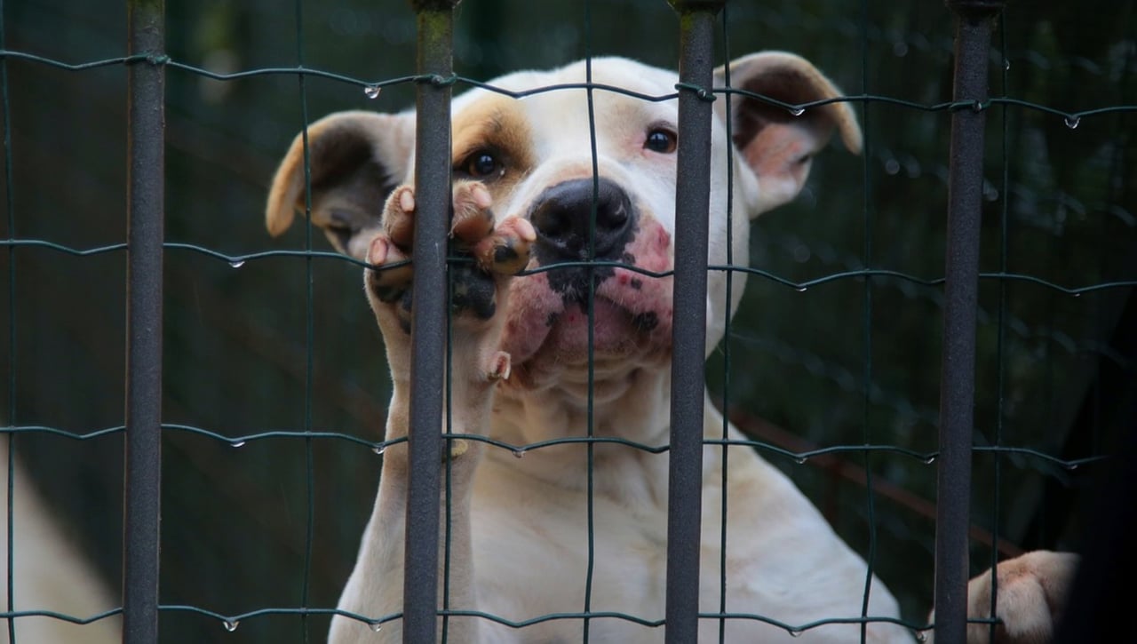 Comer carne de perro será legal hasta 2027 en Corea del Sur