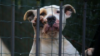 Comer carne de perro será legal hasta 2027 en Corea del Sur