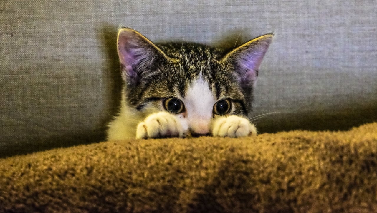 Tener un gato como mascota puede generar esquizofrenia