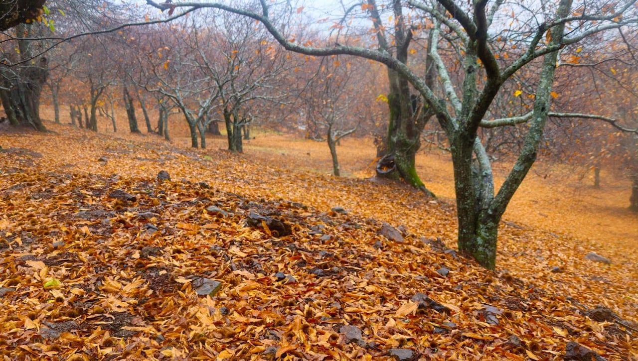 El Bosque de Cobre: la escapada de fin de semana en Otoño de la que todos hablan en Andalucía