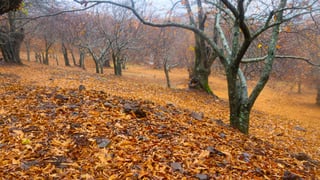 El Bosque de Cobre: la escapada de fin de semana en Otoño de la que todos hablan en Andalucía