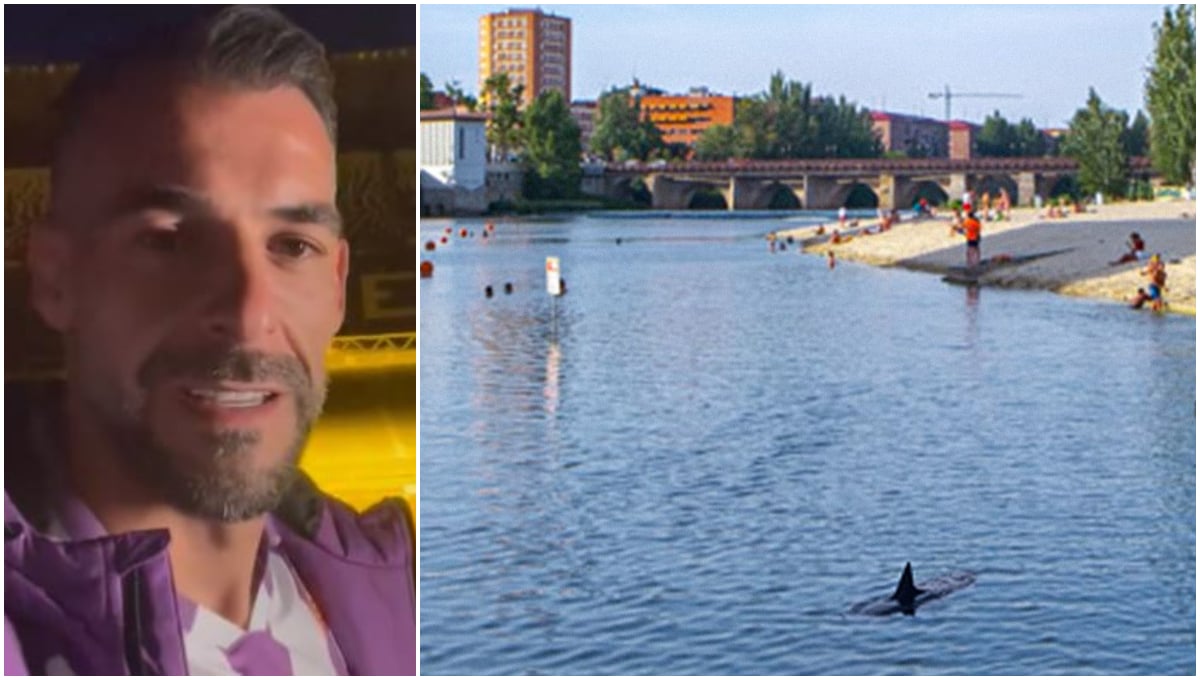 Un Tiburón hambriento nada en aguas del Pisuerga