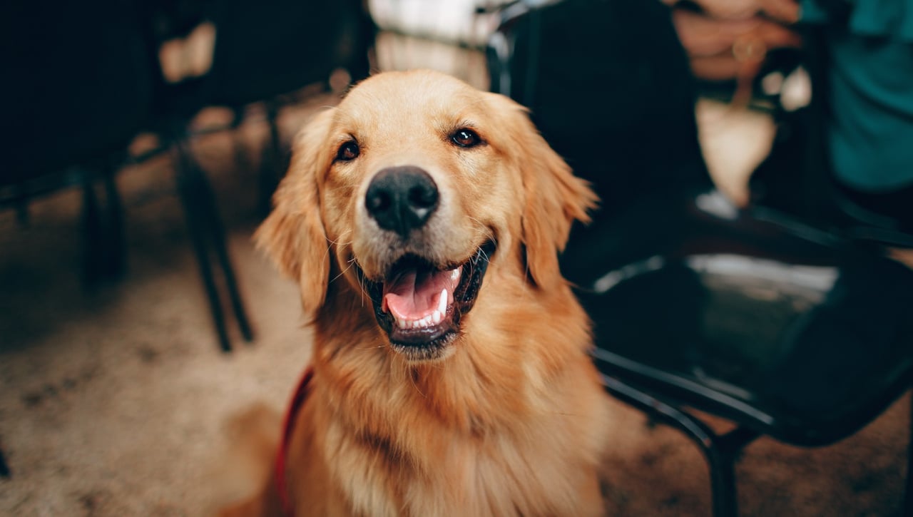 El Ayuntamiento de Vitoria no quiere perros y genera un gran problema