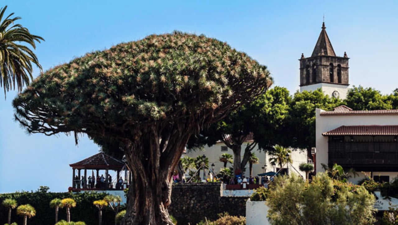 El pueblo español con una especie de árbol única en el mundo