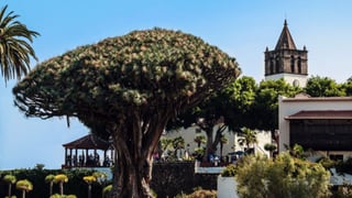 El pueblo español con una especie de árbol única en el mundo