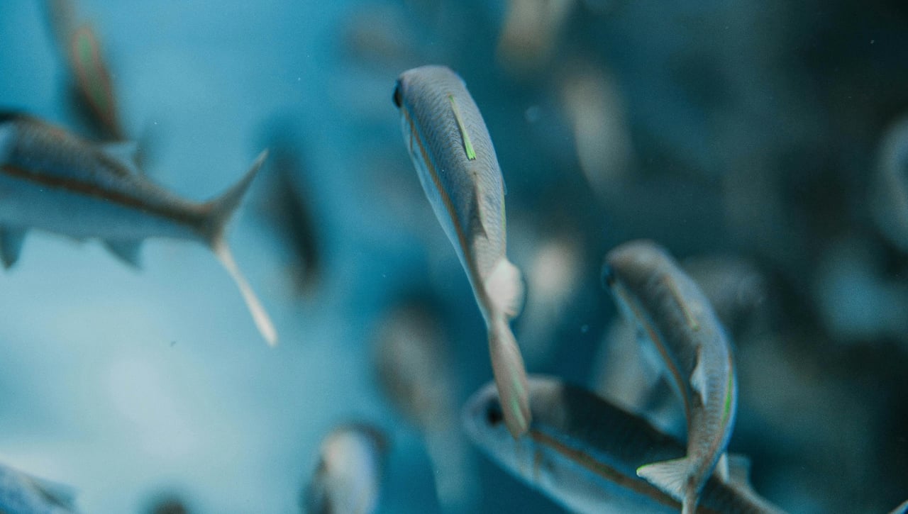 Encuentran "vivito y coleando" un pez que declararon extinto hace más de una década