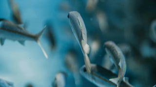 Encuentran "vivito y coleando" un pez que declararon extinto hace más de una década