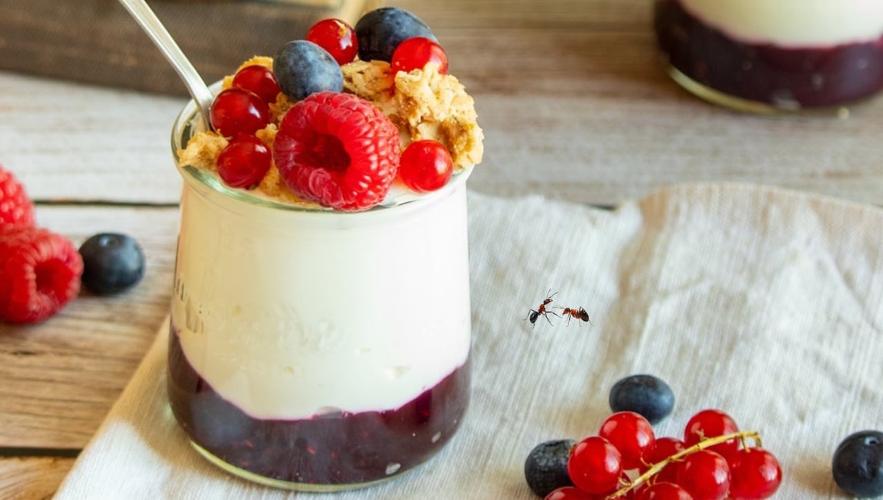 Hormigas como ingrediente para hacer yogur
