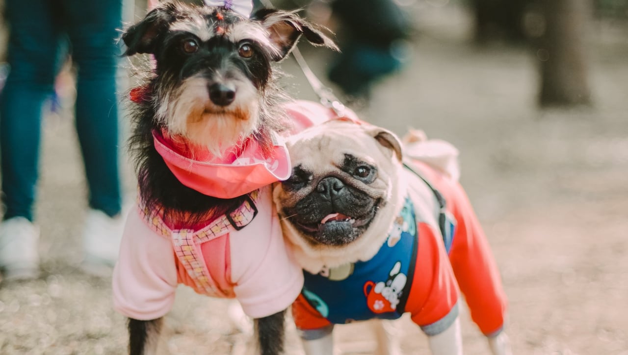 Las consecuencias de vestir y poner ropa a tu perro o gato