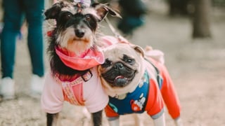 Las consecuencias de vestir y poner ropa a tu perro o gato