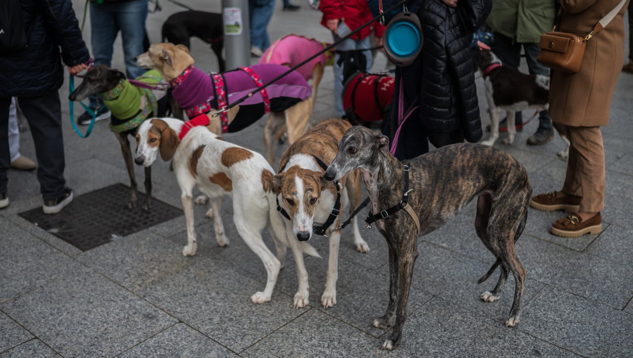 Marruecos asesina a millones de perros para 'limpiar sus calles' para el Mundial 2030