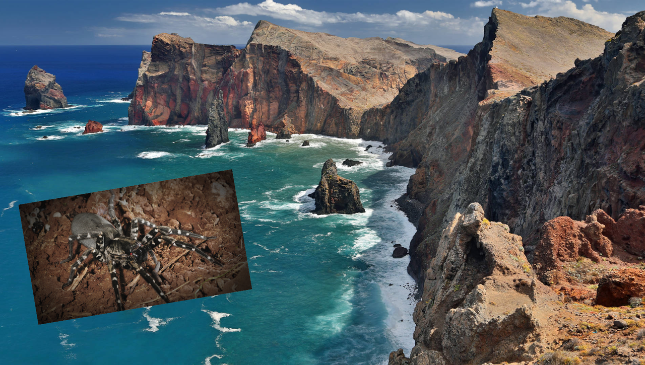 La isla vecina en la que vive la tarántula más grande de Europa