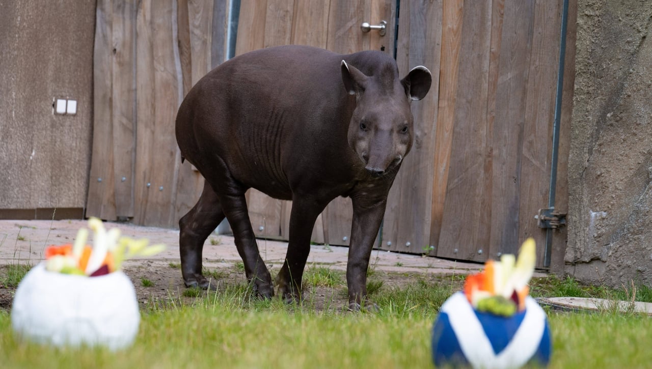Una tortuga y un tapir predicen el resultado del Alemania - Escocia