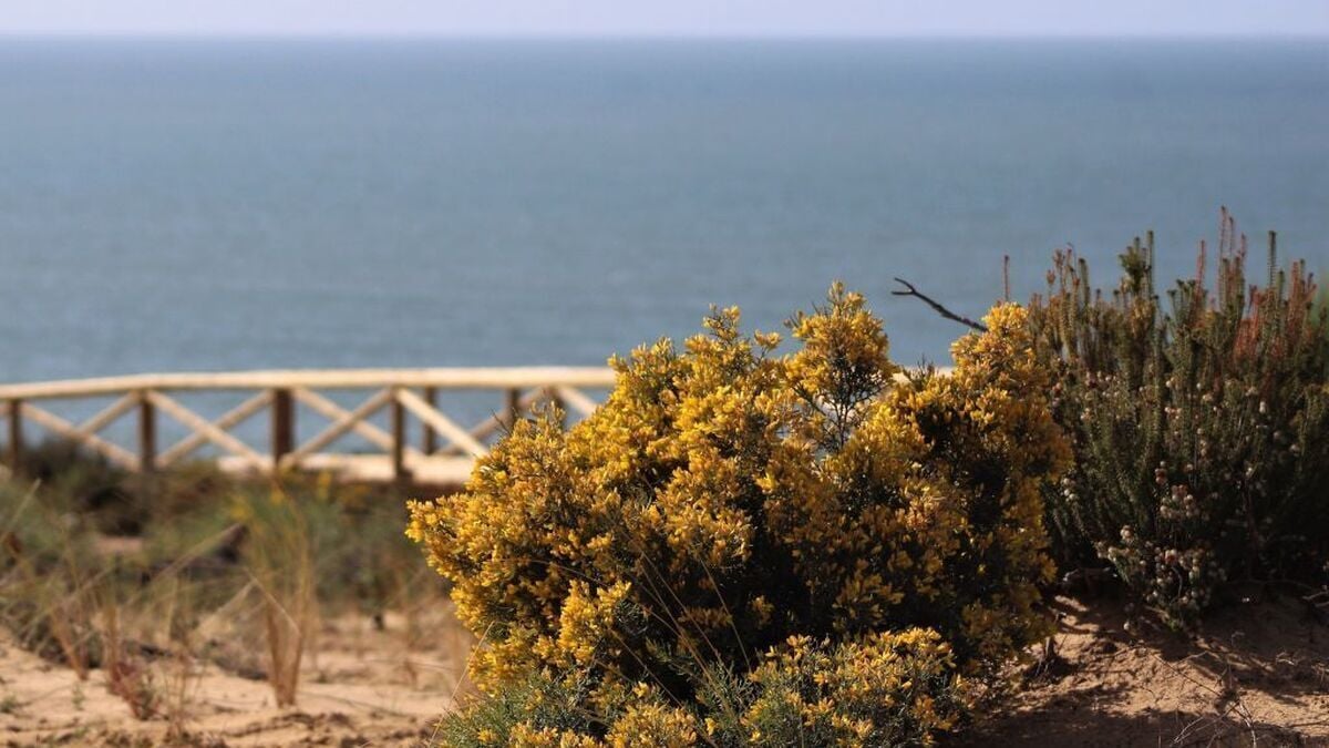 El sendero desconocido que te lleva hasta una de las playas más bonitas de Huelva