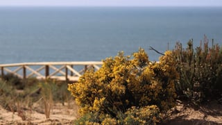 El sendero desconocido que te lleva hasta una de las playas más bonitas de Huelva