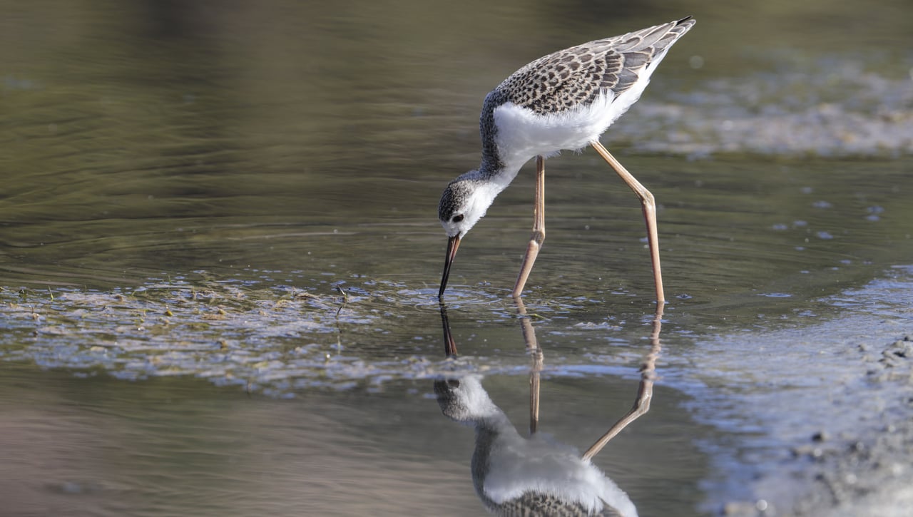 Doñana en pie de guerra por los regadíos