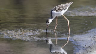 Doñana en pie de guerra por los regadíos