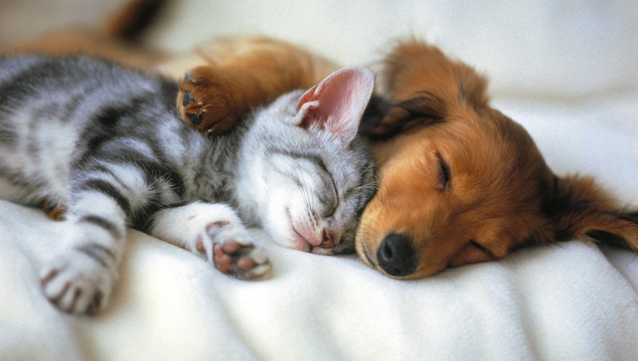 El gran beneficio para la salud que supone tener un perro o un gato 