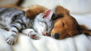 El gran beneficio para la salud que supone tener un perro o un gato 