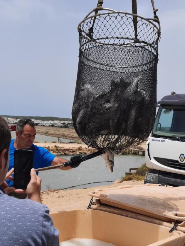 Alcampo mejora su gama de pescados de estero en Cádiz y Huelva